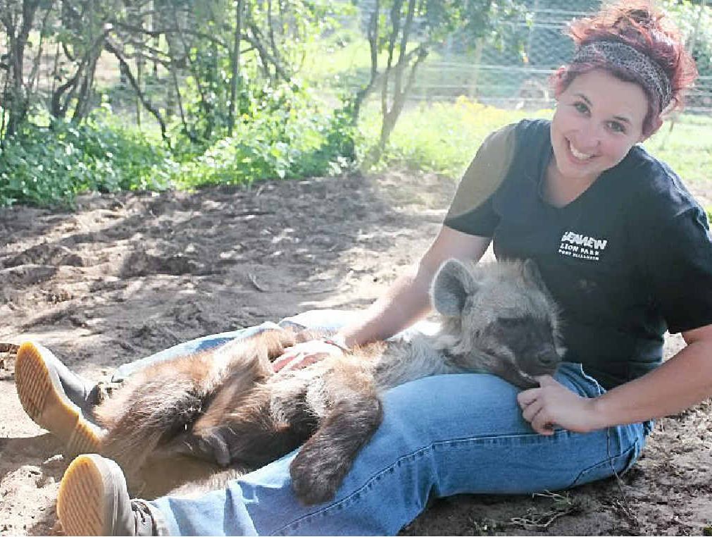 Libby got to know and love the park's two hyenas which were brought in from another animal park when they were three weeks old. Libby got to know and love the park's two hyenas which were brought in from another animal park when they were three weeks old.